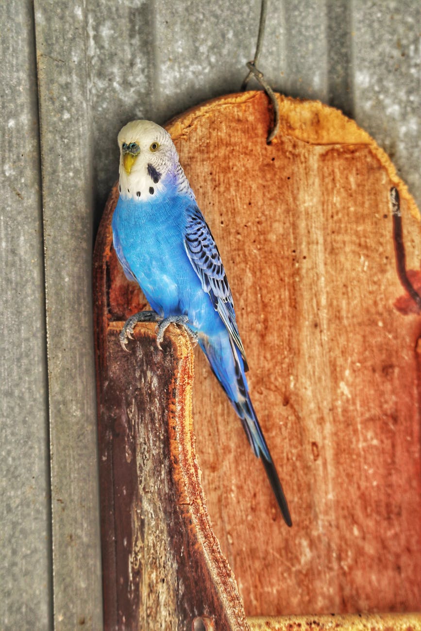 vibrant blue budgerigar perched on rustic surface